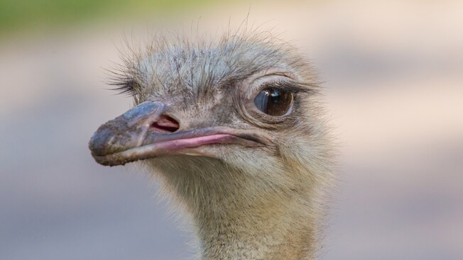 La cara de una avestruz en Kilimanjaro Safaris