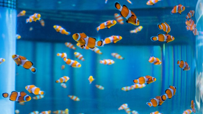 A school of clownfish swim inside an aquarium at SeaBase at Epcot