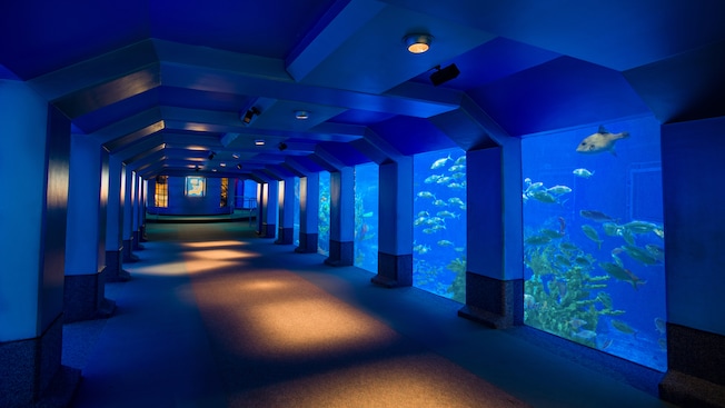 A long carpeted hallway with a wall of glass on one side for viewing sea creatures underwater 