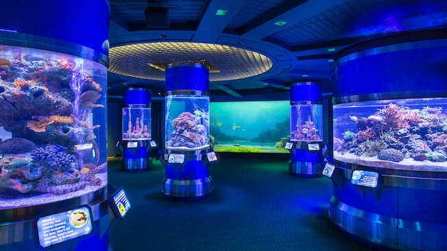 An exhibit within The Seas with Nemo & Friends featuring several aquariums filled with sea creatures
