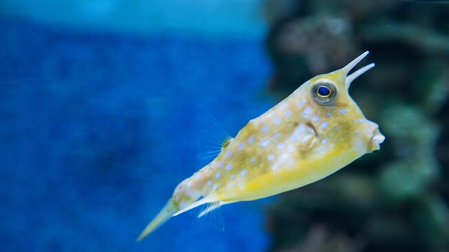 A fish with the face of a grumpy snail at The Seas with Nemo & Friends Pavilion