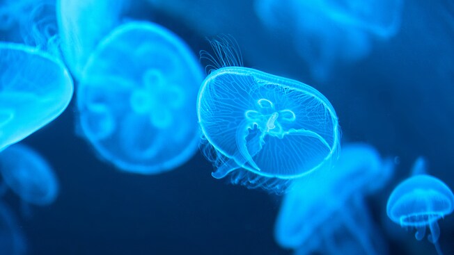 Translucent jellyfish in an aquarium at The Seas with Nemo & Friends Pavilion at EPCOT