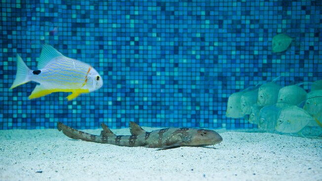 A school of fish stare at shark-like fish at the bottom of an aquarium