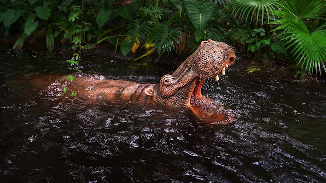A hippo swims in the river and opens its mouth, revealing its teeth, at Jungle Cruise