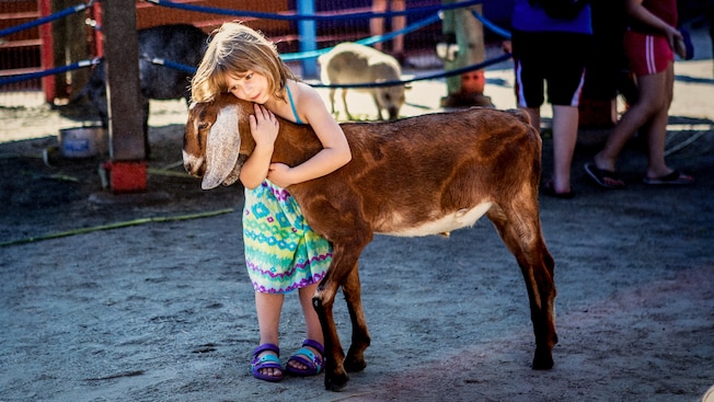 A girl hugs a goat at Affection Section petting zoo