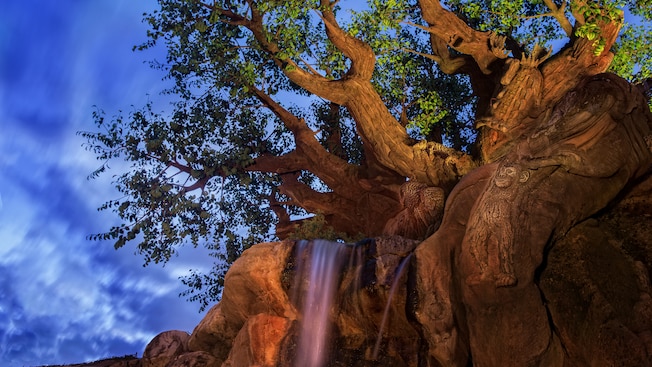 The Tree of Life as seen from Discovery Island Trails at Disney's Animal Kingdom theme park