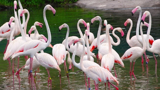 A large group of flamingos standing in the water