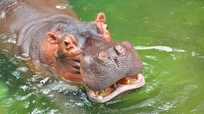 A hippo submerged in the water up to its mouth