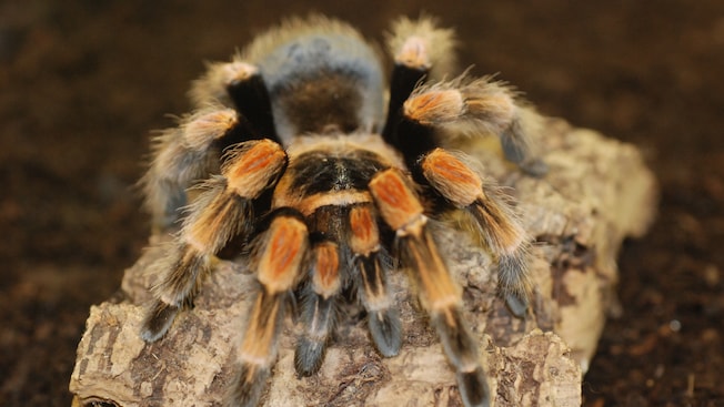 A close up view of a Mexican Red Knee tarantula