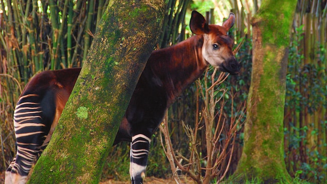 An okapi standing behind a tree
