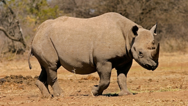 Black rhinoceros walking in dry terrain