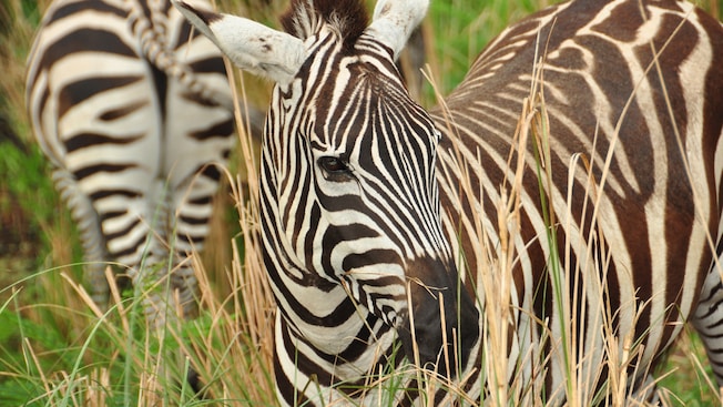 Two zebras walk through tall grass at Disneys Animal Kingdom park