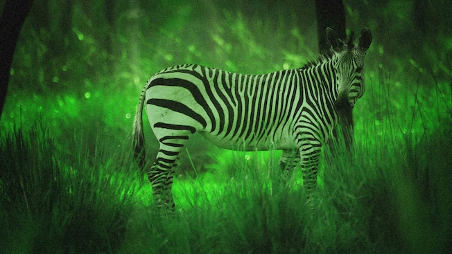 A zebra illuminated by night vision goggles during Disney’s Animal Kingdom Night Safari excusion