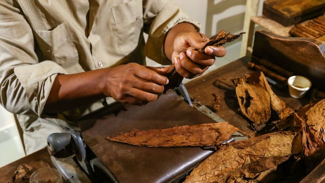 Un artesano que trabaja con hojas secas de tabaco en una mesa de trabajo equipada con un molde rodante y herramientas de corte Un artesano que trabaja con hojas secas de tabaco en una mesa de trabajo equipada con un molde rodante y herramientas de corte