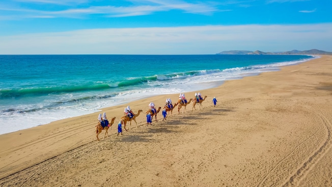 Visitantes paseando en camellos liderados por guías a lo largo de una costa en Cabo San Lucas, México Visitantes paseando en camellos liderados por guías a lo largo de una costa en Cabo San Lucas, México