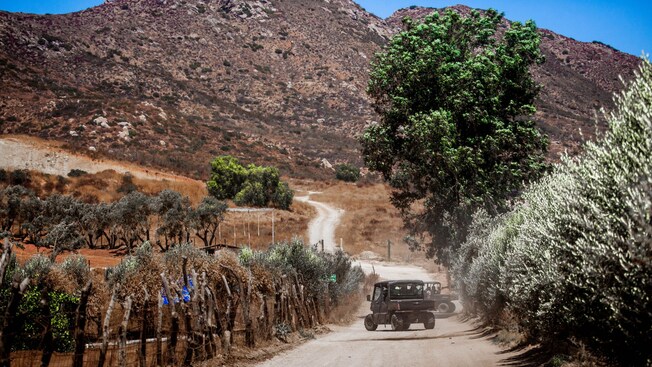 Guests in Razor sport vehicles stopped on a dirt road next to a vineyard