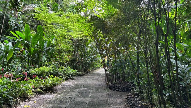A lush botanical garden in Castries, Saint Lucia