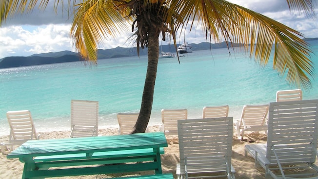 A beach with lounge chairs under a palm tree with views of the calm ocean A beach with lounge chairs under a palm tree with views of the calm ocean