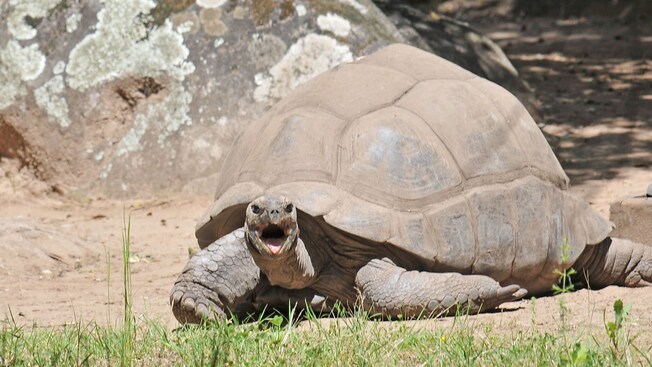 A large tortoise eating grass in an enclosure