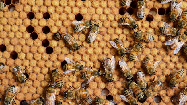 Varias abejas obreras almacenando miel y polen en su panal Varias abejas obreras almacenando miel y polen en su panal