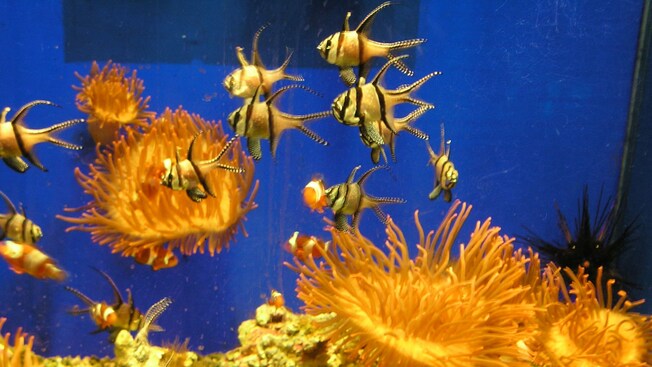 An aquarium tank with tropical fish and sea anemones