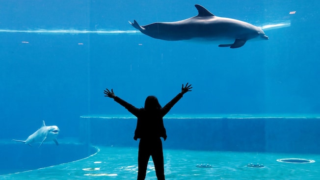A girl standing with outstretched arms in front of a large aquarium exhibit with 2 dolphins swimming inside A girl standing with outstretched arms in front of a large aquarium exhibit with 2 dolphins swimming inside