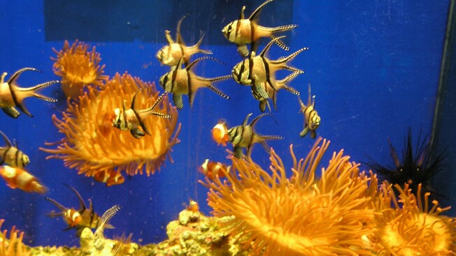 Un acuario con peces tropicales y anémonas marinas