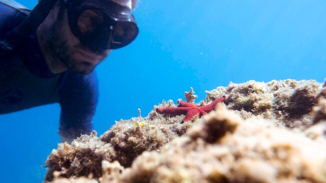A man snorkeling and admiring a starfish on coral