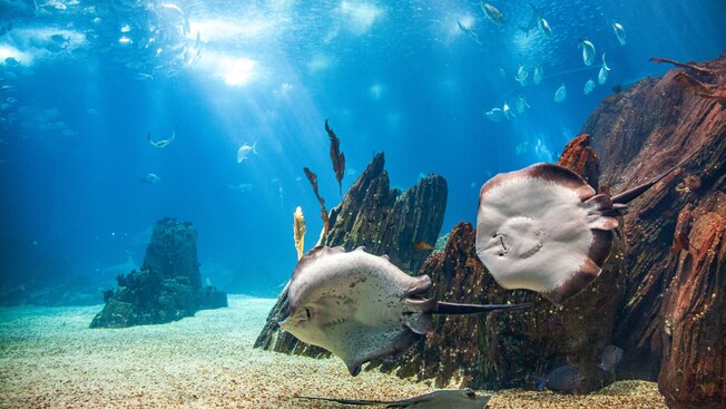 Rays and other fish swimming in a large aquarium exhibit at the Oceanarium in Lisbon, Portugal