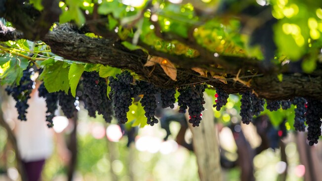 Racimos de uvas colgados de un emparrado en un viñedo