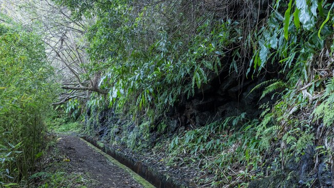 Un canal de irrigación rodeado de vegetación exuberante, incluidos árboles y helechos en Madeira, Portugal