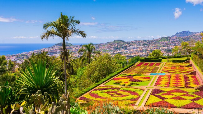 Madeira Botanical Garden featuring carpet bed gardens, palm trees, cactuses and a panoramic view of Funchal, Madeira
