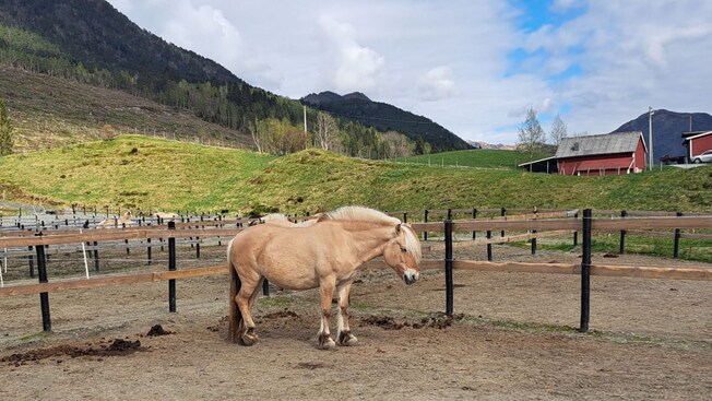 A horse standing in a fenced corral near a barn