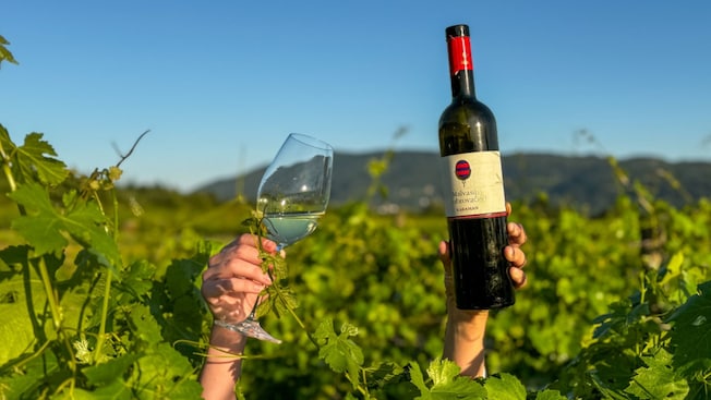 Hands holding a wine bottle and wine glass among the grapevines in a vineyard Hands holding a wine bottle and wine glass among the grapevines in a vineyard