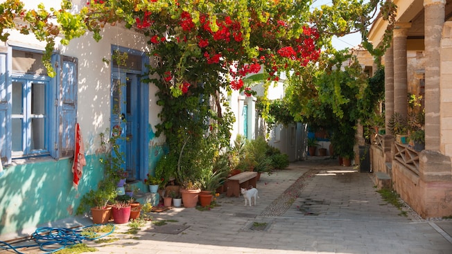 A cat walking in the middle of a cobblestone lane in Koskinou village, Rhodes, Greece, canopied by vines and bougainvillea flowers A cat walking in the middle of a cobblestone lane in Koskinou village, Rhodes, Greece, canopied by vines and bougainvillea flowers