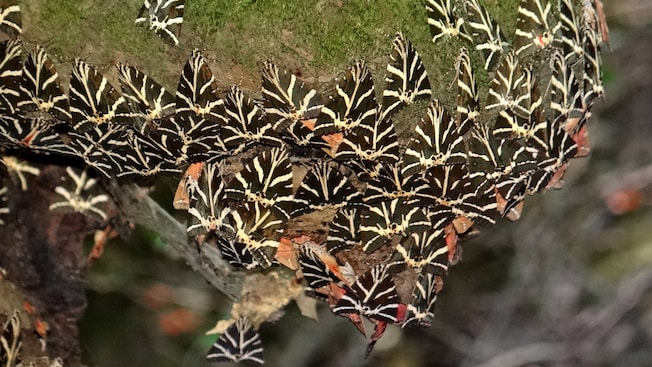 Many striped butterflies clustering on a mossy tree trunk