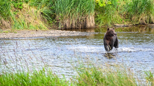 A coastal brown bear wading through shallow waters on the Spasski River Valley in Icy Strait Point, Alaska A coastal brown bear wading through shallow waters on the Spasski River Valley in Icy Strait Point, Alaska
