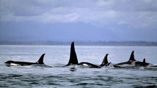 A pod of orcas swimming in the waters of Point Adolphus, Alaska A pod of orcas swimming in the waters of Point Adolphus, Alaska