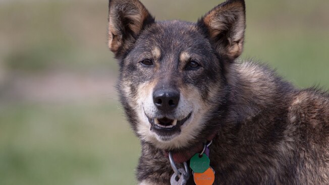 An Alaskan husky’s head and upper body featuring pointy ears and tags on its collar