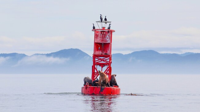 Sea lions and seabirds resting on a buoy in calm water with mountains in the distance