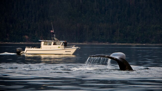 A boat moving through waters next to a diving whale in Southeast Alaska