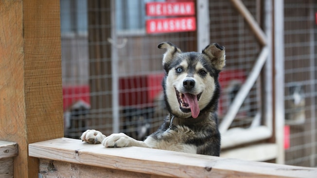 A smiling Alaskan sled dog peeking over a wooden fence
