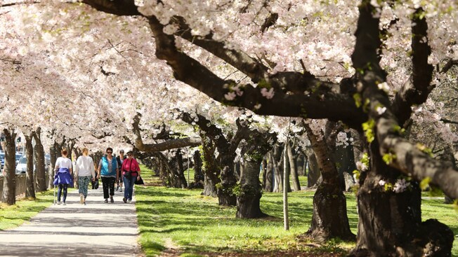 Guests walking along a path lined with blooming cherry blossom trees in a park