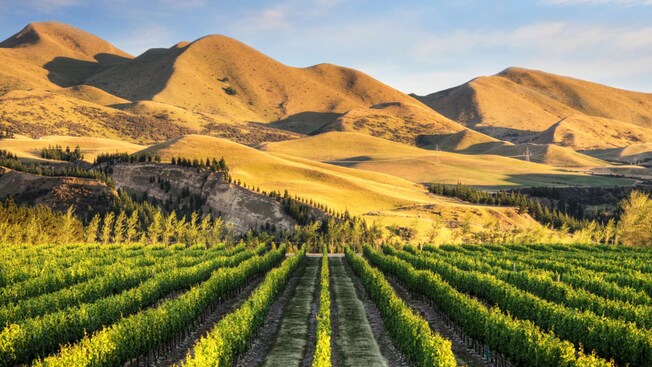 Rows of grapevines in a vineyard stretching toward hills and mountains