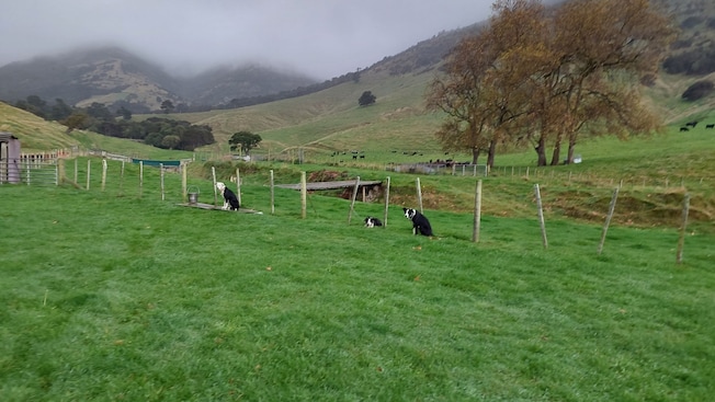 A New Zealand rural landscape with 3 Border Collie dogs A New Zealand rural landscape with 3 Border Collie dogs