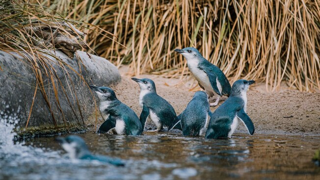 A group of penguins swimming in shallow water near tall grass and rocks