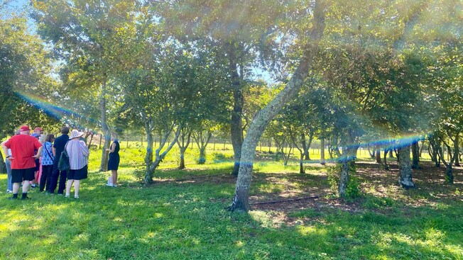 Un grupo de personas en un área con césped entre árboles en Tauranga, Nueva Zelanda
