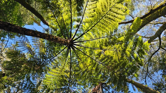 A stand of treetops against the sky