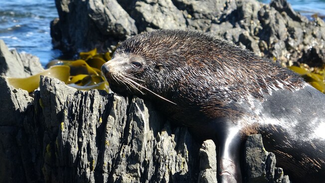A fur seal resting on some rocks by the sea