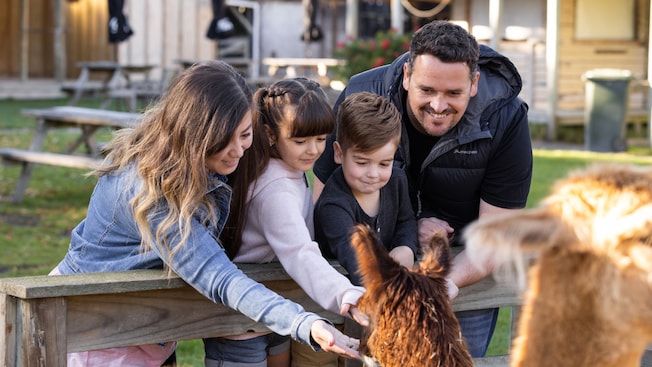 A family of 4 reaching over a wooden fence to pet alpacas at an outdoor animal area with picnic tables A family of 4 reaching over a wooden fence to pet alpacas at an outdoor animal area with picnic tables